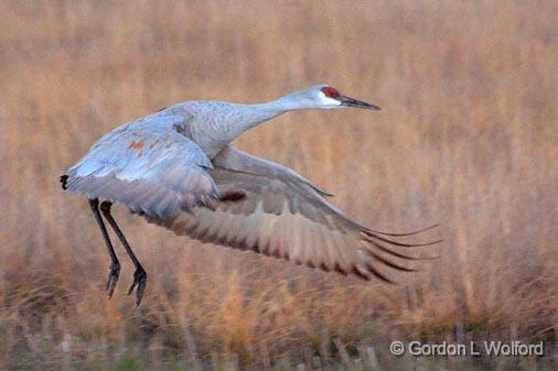 Crane Landing_73737.jpg - Sandhill Crane (Grus canadensis) photographed in the Bosque del Apache National Wildlife Refuge near San Antonio, New Mexico USA. 